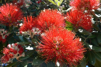 pohutukawa tree 1384753 1280x720