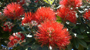 pohutukawa tree 1384753 1280x720